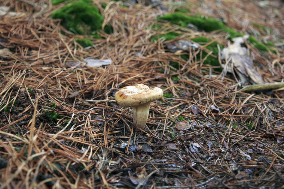 welke paddenstoel is dit?